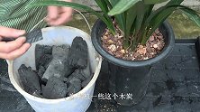 养兰株，滤水层不只是用陶粒效果好，这种“木炭”也不错