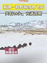 罕见！新疆一群野猪雪地飞奔，共有29头，充满喜感