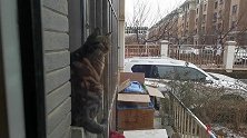 一只在家里待不住的猫，一到外面就精神抖擞