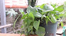 绿萝经常黄叶？浇水时加点“油水”，叶片更加翠绿