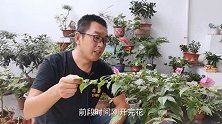 三角梅开完花后，给它做好这几件事，很快再次开花