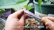 为什么嫁接时砧木控制不了接穗的基因？大家看一下就明白了