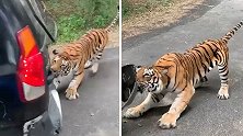 印度一只老虎拖拽满载游客的观光车