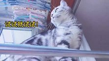 主人教猫咪按铃给肉干吃，猫咪学不会急的跳脚打人，爆笑抢肉