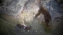 猴群经常欺负水獭，水獭的报复方式太残忍，游客拍下全过程