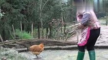 王四的黑山羊没吃完，给嘉城留了好货，幺妈炖了汤很美味