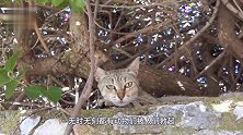 大象腿长了巨大的瘤子，被人类救治后，大象的举动让人意外！