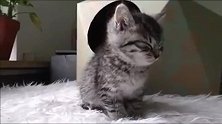 小奶猫困成这样了还在坚持，像不像上课的你