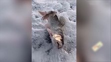 南方人冬天集体想去北方避寒，这是真的吗？