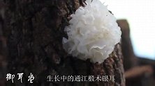 生长中的#通江银耳 你见过没啊