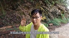小伙发现路边一群蜜蜂，走近一看大叫一声，吓得拔腿就跑，啥品种
