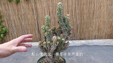 仙人掌出现炭疽病的2个原因，到了这种情况，已经救不活了！
