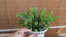 蟹爪兰花盆里加几滴“它”，叶子肥厚根系壮，夏季也无事