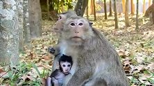 猴妈吃树叶，小猴子吃奶，母爱的伟大