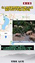 北上象群距昆明地界仅两三公里，按目前路径预计今天下午进入昆明晋宁区