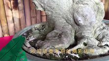 盆景是自然美与艺术美的结合，个个造型精美如“雕塑”，价值不菲