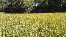 四川山区农村收稻谷，由于收割机没法进入稻田，3人组队打谷子