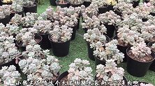多肉劳尔怎样养护？小静来解答，你学会了吗？