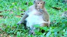 小胖猴离开了猴群，被猴王追杀，无赖生活艰苦只能吃素