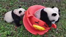 熊猫宝宝的新坐椅，大家抢着坐，谁也不让谁