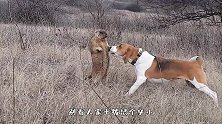 狗狗偶遇土拨鼠，一场口水战拉开帷幕，土拨鼠：我可不是好惹的