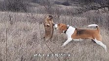 狗狗偶遇土拨鼠，一场口水战拉开帷幕，土拨鼠：我可不是好惹的