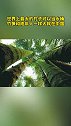 歪脚龙竹，属禾本科牡竹属植物。该类植物分布于我国云南南部至西南部云上尖叫季  安吉云上草原