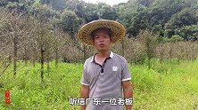 五年前听信广东老板，种了一种“发财树”，如今亏得血本无归