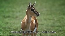 豺狼捕杀刚出生的羚羊，羚羊妈妈誓死保护！无私无畏的母爱！
