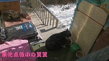 可爱的花脸猫又来吃饭了