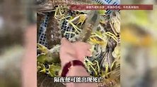 皮皮虾事件隔壁海鲜店发声：很多店都不卖泰国濑尿虾，进五十斤起码死二十斤