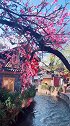 小桥流水，春暖花开，这是三月的丽江。