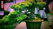 苍古雄奇的造型，挺拔伟岸的身姿，展会盆景实在赏心又悦目
