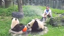 熊猫：谁来管管饲养员！本宝宝还要面子的