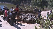 要20人抬！云南红河现巨大蜂巢 重600斤直径3米