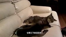 猫咪朝着猴子就是一巴掌，下一秒猫咪悲剧了，镜头记录搞笑瞬间！