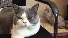 猫咪上厕所全神贯注，铲屎官却在一旁偷拍！喵：你是狗仔队吧？
