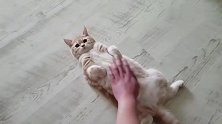 猫咪躺在地上缩着脚脚，享受着主人的挠痒痒，真是只幸福的猫咪