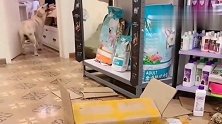 主人清点货物单，拉布拉多在旁边帮主人拿货，这狗太聪明了