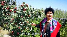 新疆李奶奶家的山楂树结果了，红映映一片，酸甜又开胃
