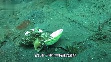 最伟大的章鱼母亲，产卵后毅然选择自杀！镜头拍下感人过程