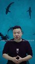 大白鲨起源之谜：科研人员称极有可能是由马科鲨进化而来！（二）未解之谜 海底世界 探索宇宙 海洋生物