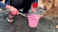 金毛蛋黄和主人去海边抓螃蟹，蛋黄玩的太开心了，太幸福了