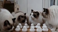 布偶猫：这雪堆的食物可以吃的吗？别骗我！