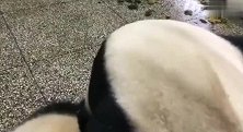 熊猫：大熊猫胖大海瑛华，花麻麻：谁有过肩摔教程