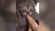 你还叼着猫宝宝啊，看着傻乎乎的，真是会玩极了！