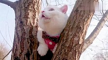小奶猫喵生第一次爬上树，不禁感叹：原来朕的江山这么大啊！