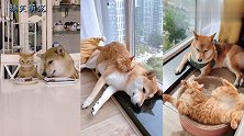 橘猫和柴犬在饭桌上吃饭，出现意想不到的一幕，网友：什么情况？