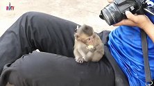 胆大的猴儿跑到游客的腿上坐着，猴妈害怕猴儿被带走，守在旁边！