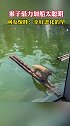 学好数理化，走遍天下都不怕！近日，南京某动物园猴子借力划船走红网络。网友惊呼太聪明了。
